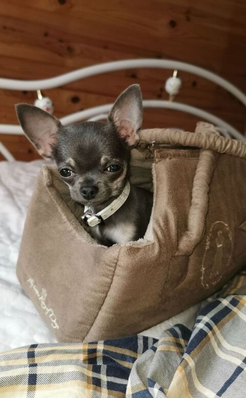 "Donne" Chihuahua jeune femelle adulte 0 65380 Hibarette