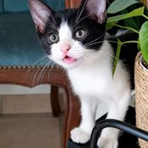   MYRTILLE 
