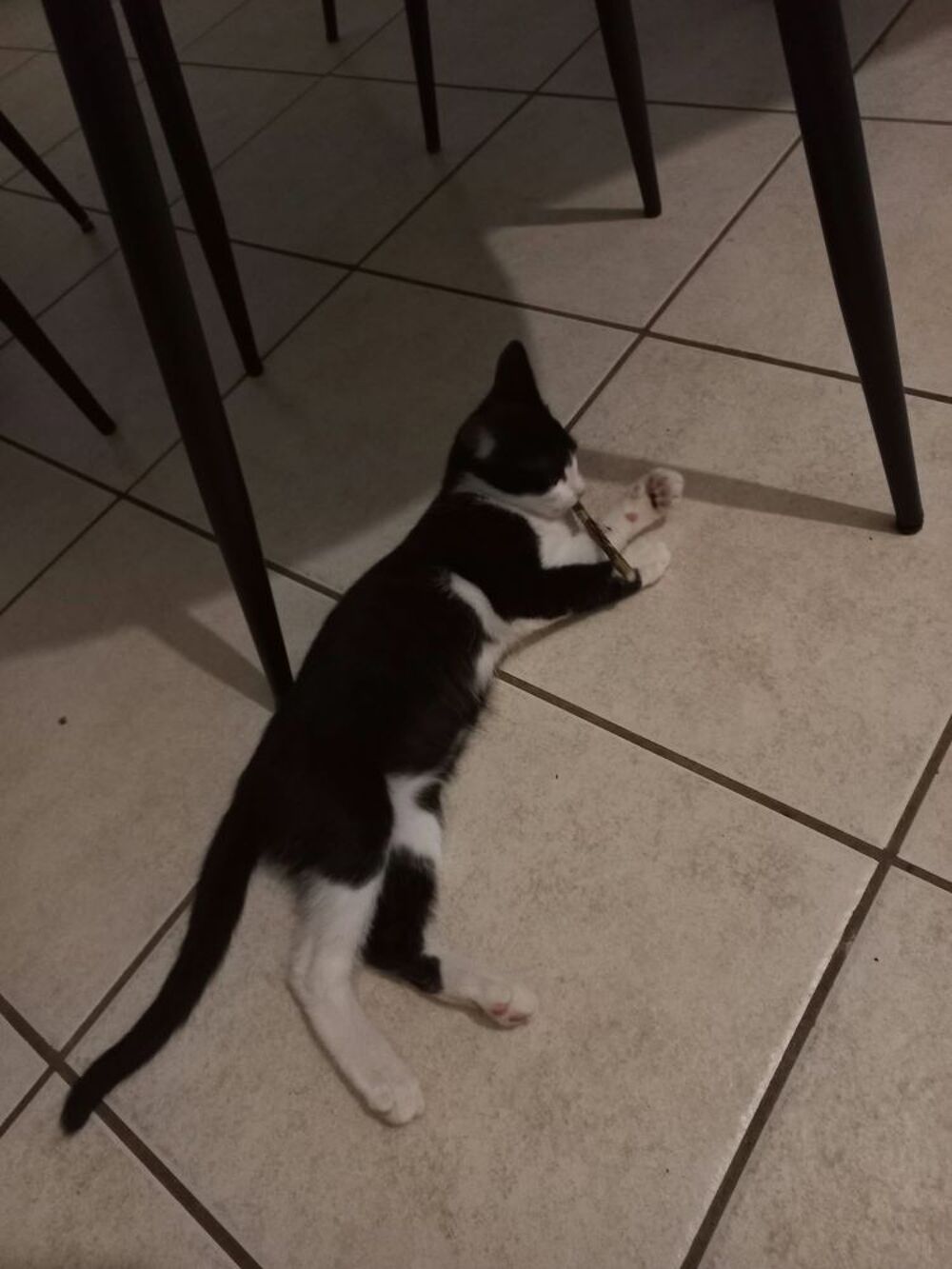   Chat BIJOU à l adoption 