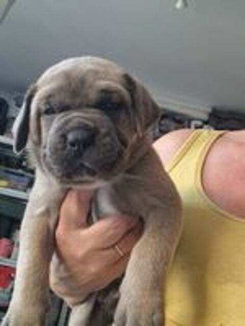   Cane corso a reserver 