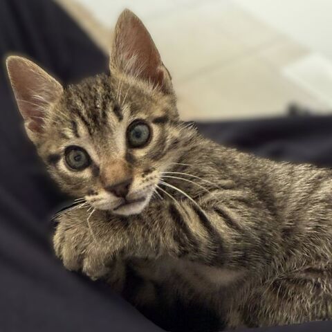 Choco 1 30130 Pont-saint-esprit
