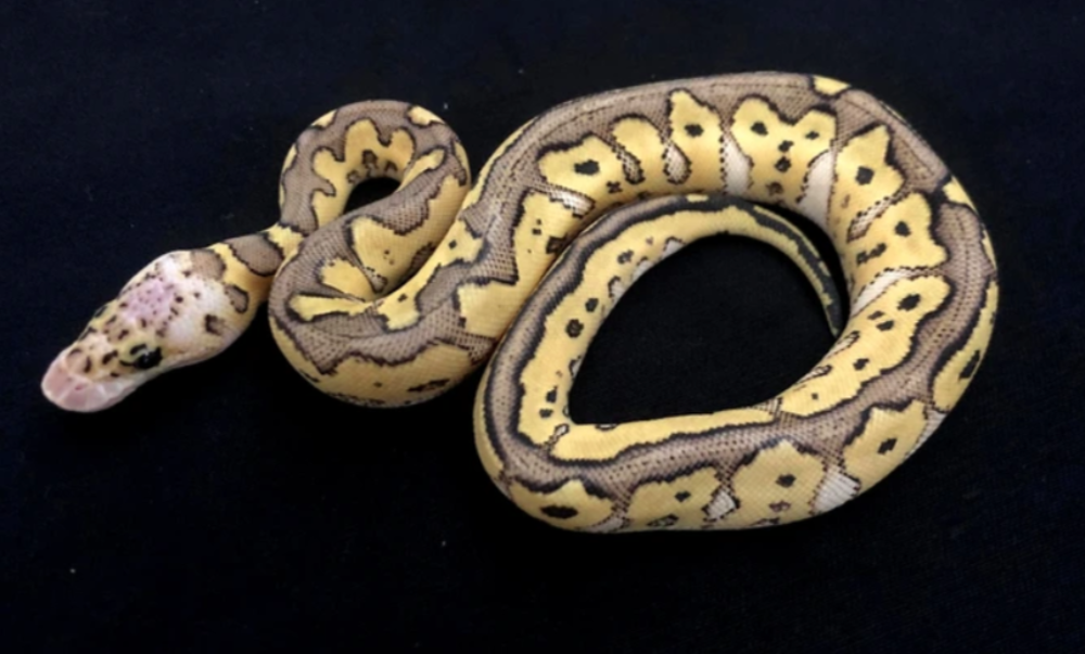   python regius 
