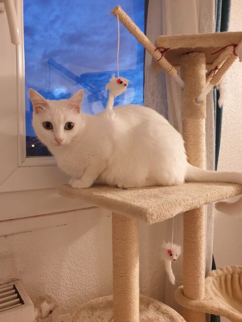 À donner - June 0 24000 Prigueux