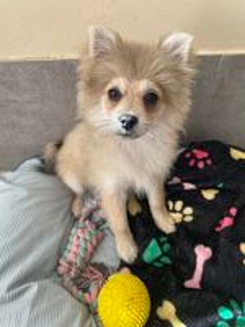   : adorable femelle spitz 