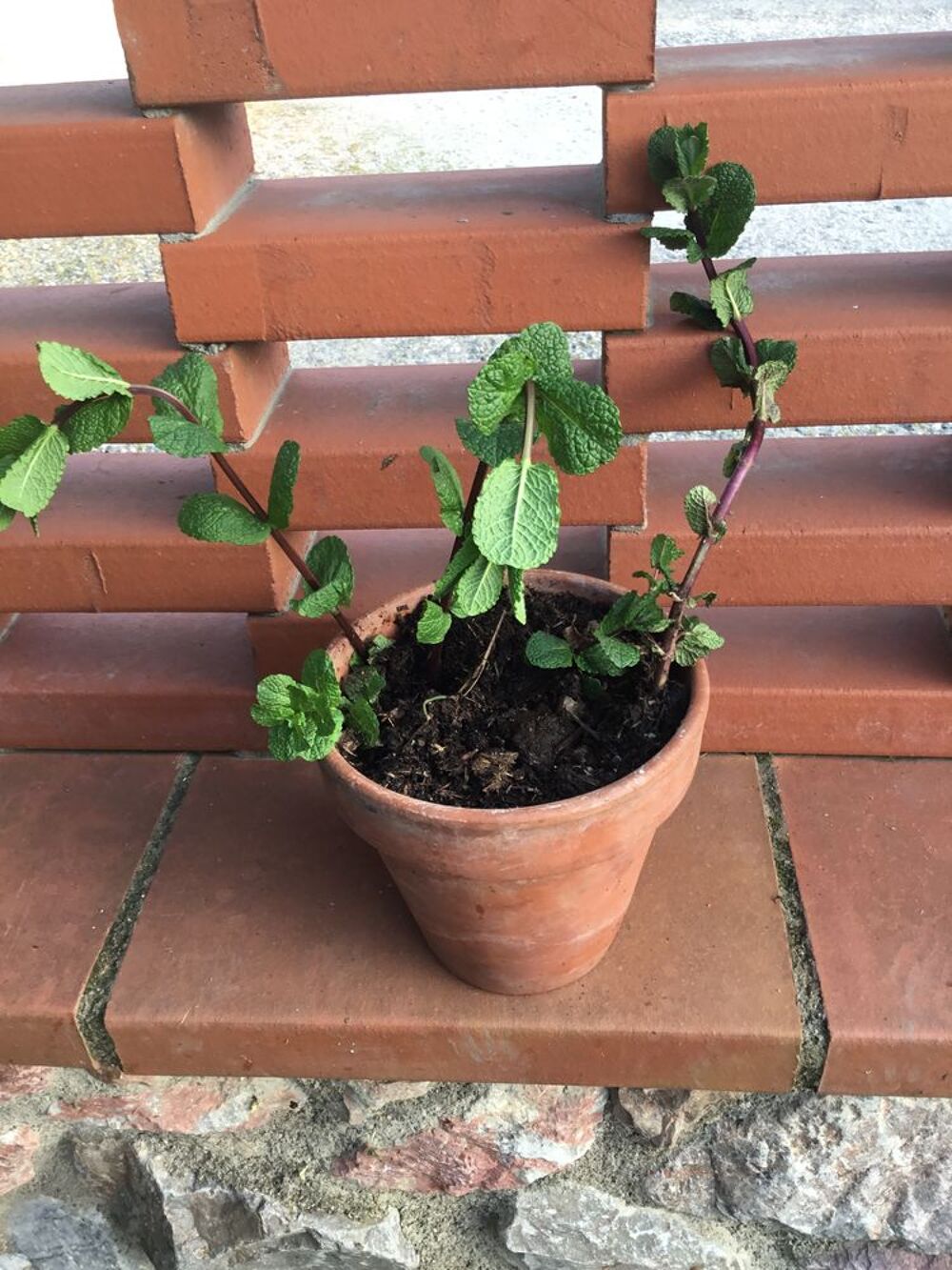 Menthe en pot,o&ugrave; en tige avec racine &agrave; repiquer. Jardin