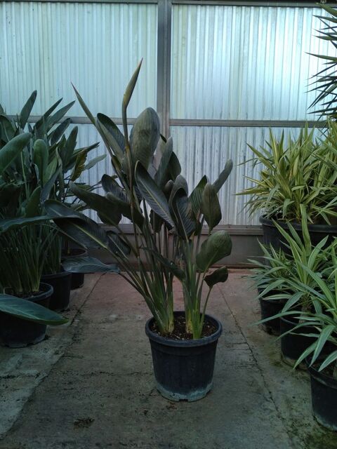 Strlitzia en pot ou oiseau de paradis 40 Cuers (83)