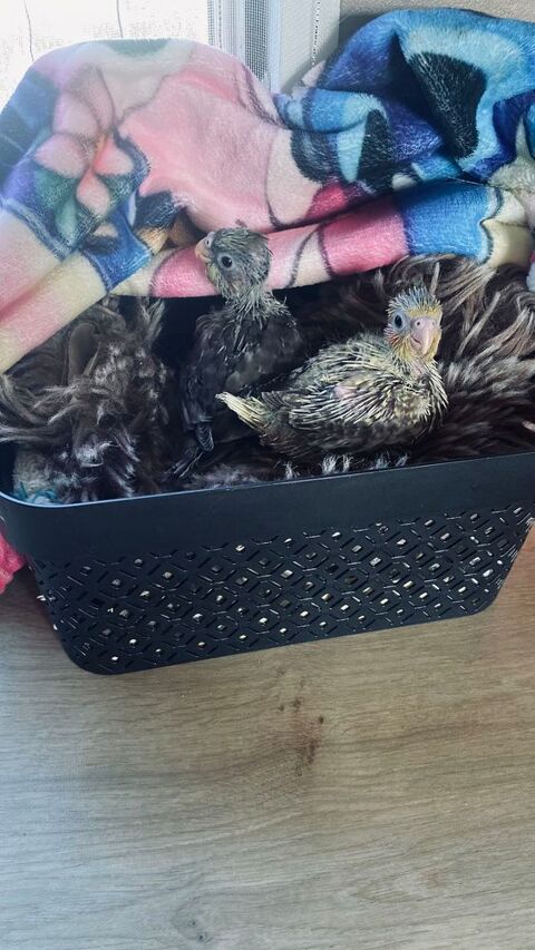 BEBE CALOSPITTE POUR EAM 5 16700 Barro