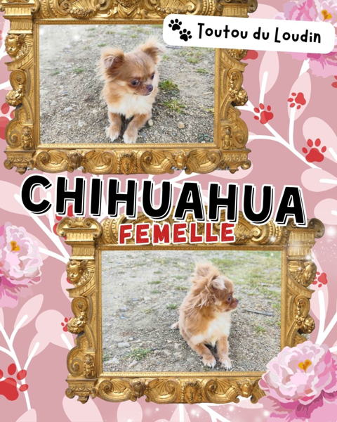 Chiot chihuahua femelle poils longs 1000 18140 Pr�cy