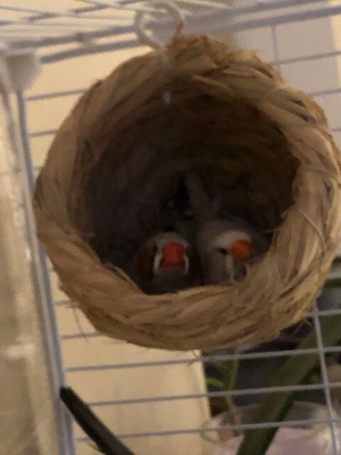 Oiseaux mandarins 0 07380 Meyras