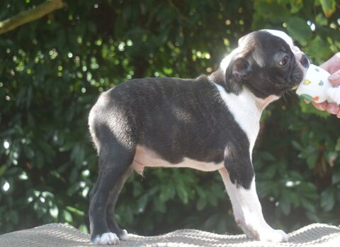  1 chiot LOF, m&acirc;le, d'une port&eacute;e de 6 1900 86000 Poitiers