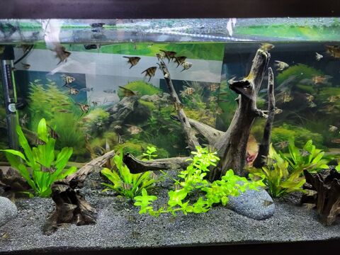 Petit scalaire 2 14290 Orbec