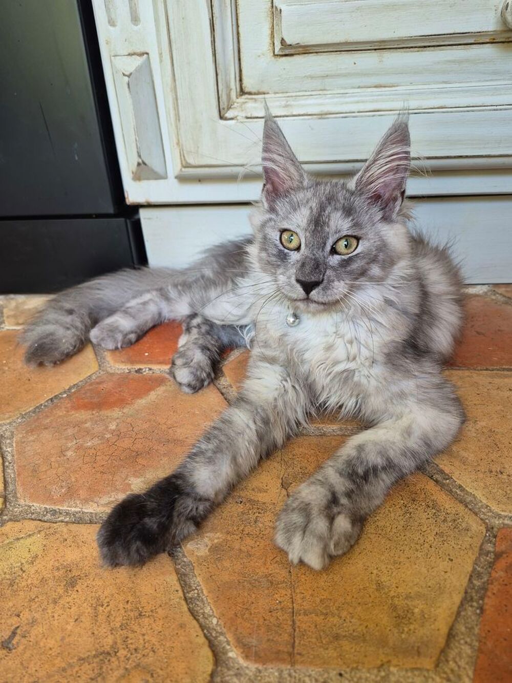   A l adoption  