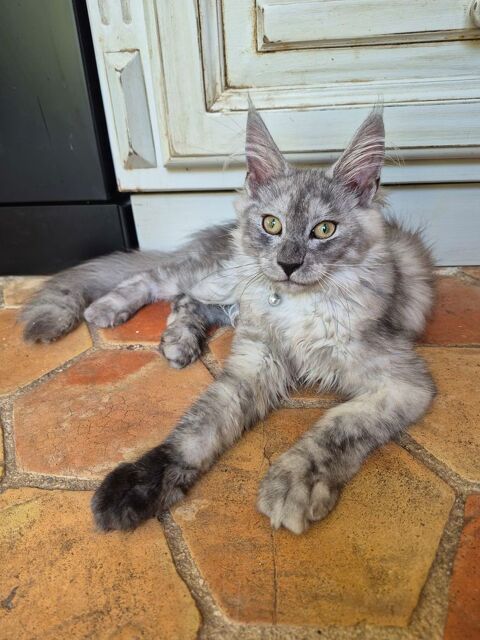 A l adoption  1400 83600 Fréjus