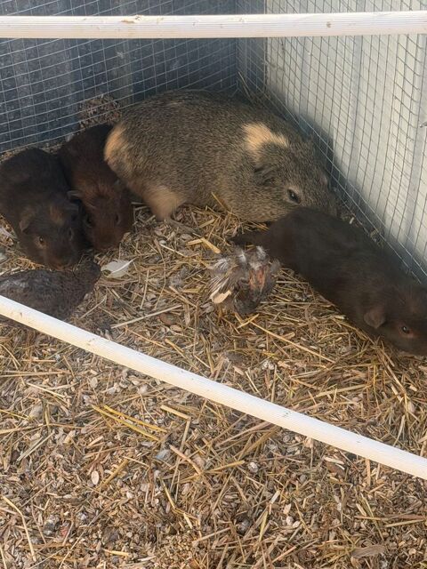 Petit cochon d'Inde  25 69360 Communay