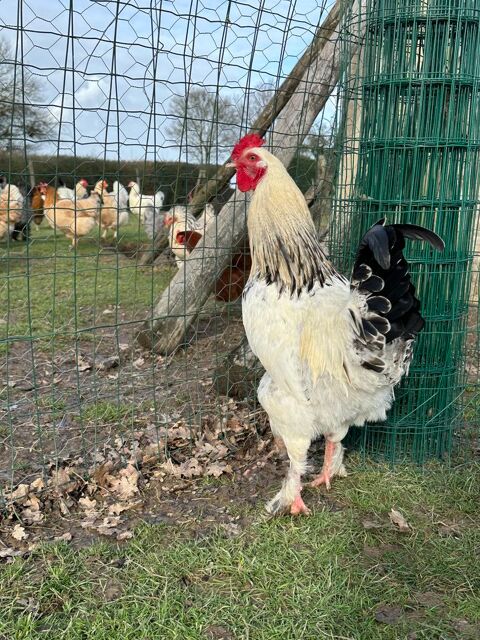 Coq 5 49670 Valanjou