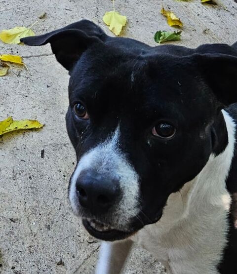 VICTORIO, crois&eacute; labrador 8 ans 0 30000 Nîmes