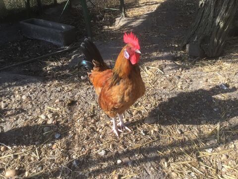 jeune coq
12 33640 Portets