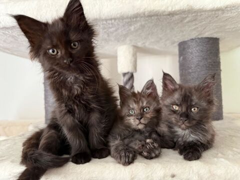 Chatons maine coon 1000 19490 Sainte-fortunade
