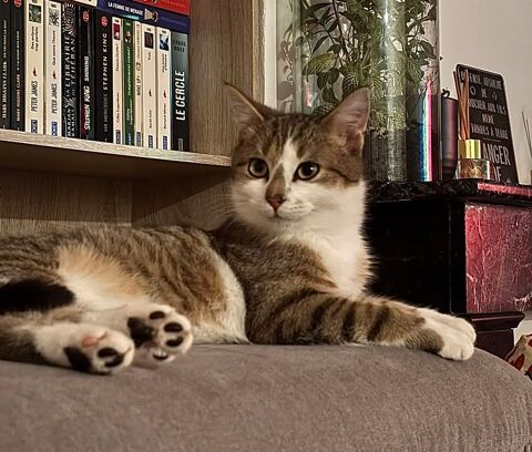 Onyx, chat tigr&eacute; et blanc &agrave; adopter 200 18200 Saint-amand-montrond