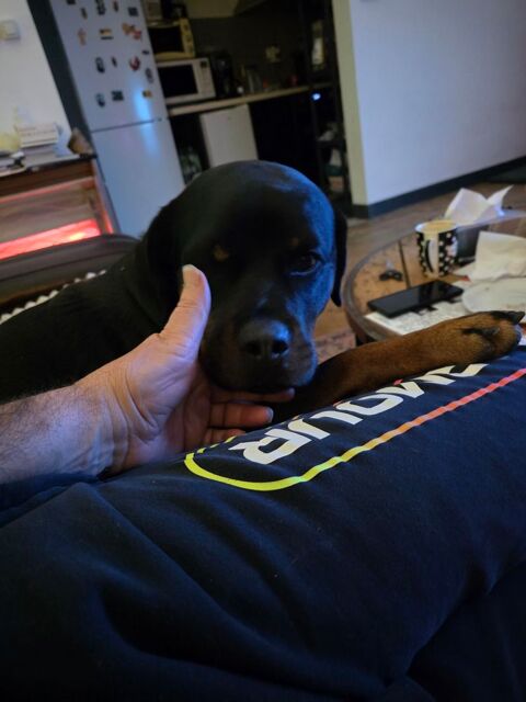 Velo femme d�cathlon rose 60 Monistrol-d'Allier (43)