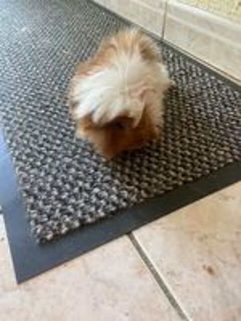   Cochon d'Inde  