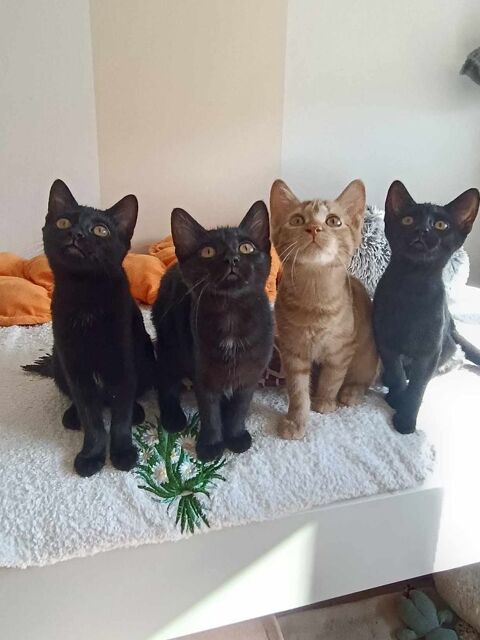 MYSTIC,ECLIPSE, AMAYA 200 69150 Dcines-charpieu