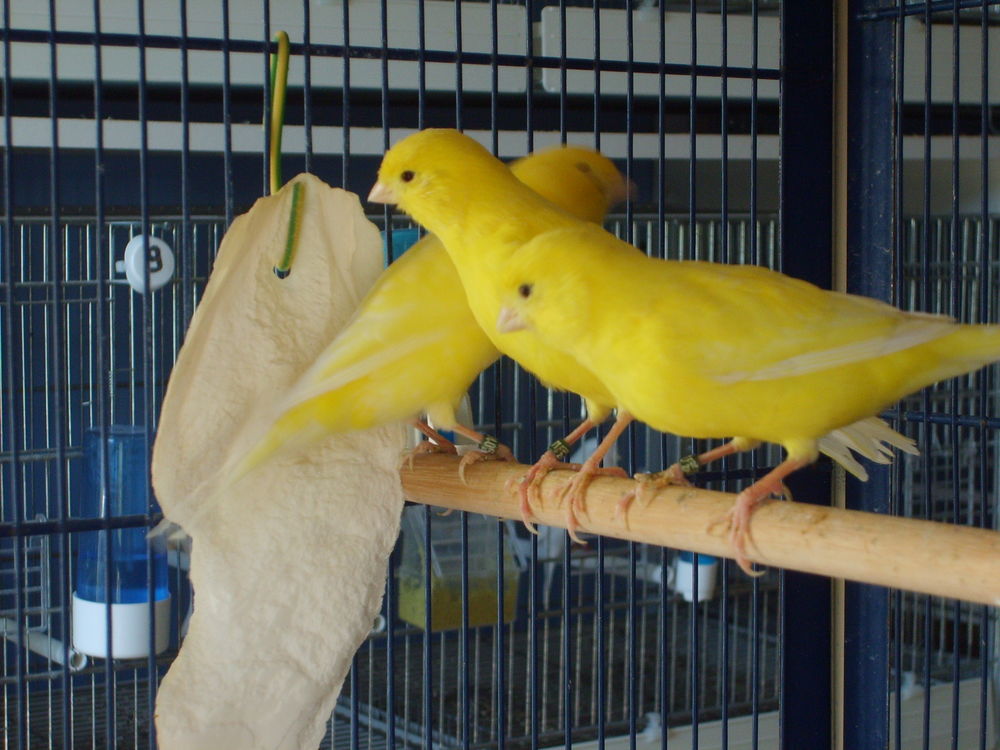   CANARIS, PERROQUETS,PERRUCHES, ETC...... 