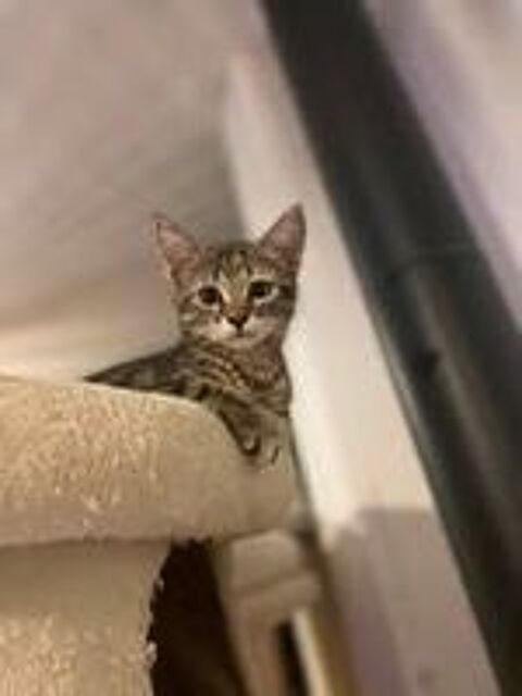   Chat PERLE à l adoption 