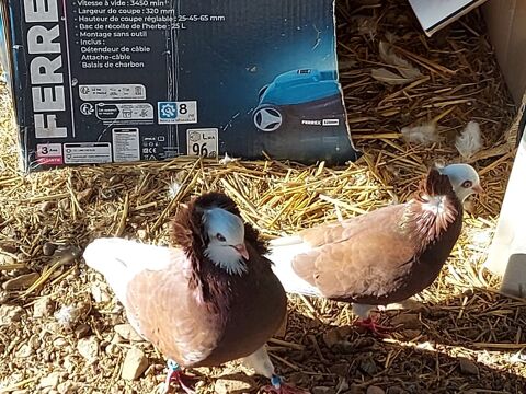 Pigeons Capucins  40 83400 Hyres