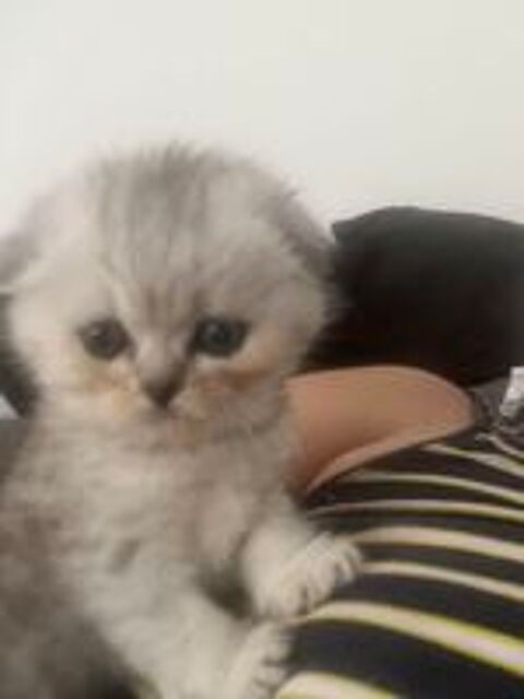   Magnifique chaton Scotisch fold 