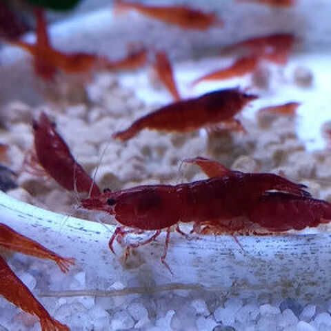 CREVETTE BLOODY MARY 3 37270 Athe-sur-cher