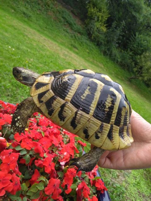 Tortue de terre - tortue Hermann - tortue de jardin  Sint-genesius-rode