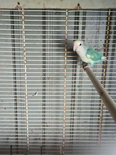 Inseparable roseicolis 35 17510 Villiers-couture