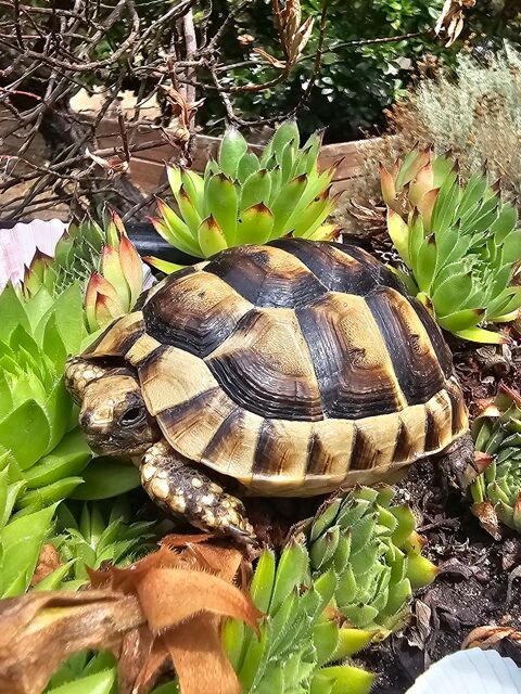 Tortue de terre  70 31000 Toulouse