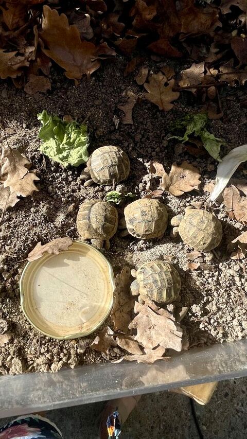 B&eacute;b&eacute;s tortues sept. 2026 20 84000 Avignon