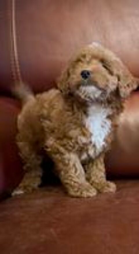   Maltipoo  
