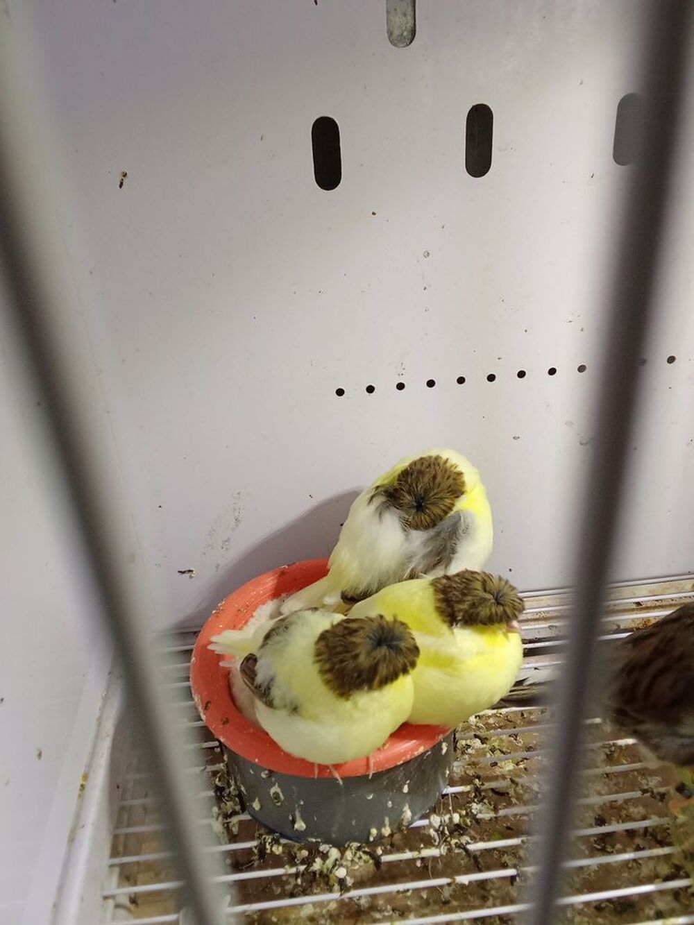   Canaris glosters  