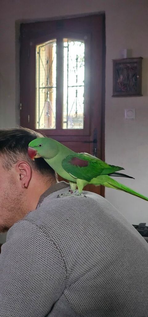 Grand alexandre femelle 150 12170 L�dergues