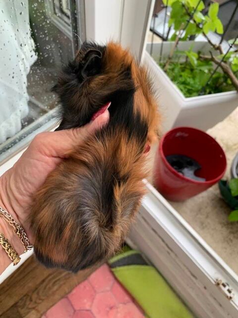 bbs cochon d'inde disponibles  compter du 17 mai 92600 Asnires-sur-seine