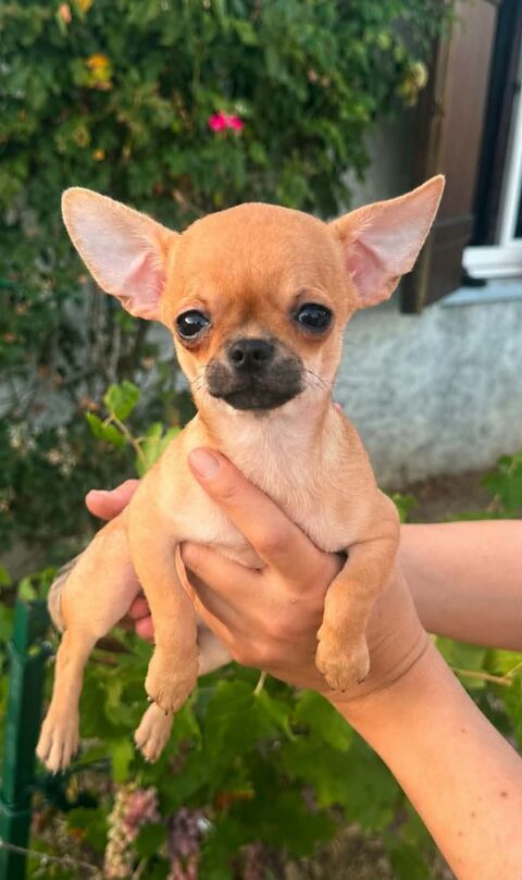Superbes Chiots Chihuahua m&acirc;les et femelles 900 89160 Ancy-le-franc