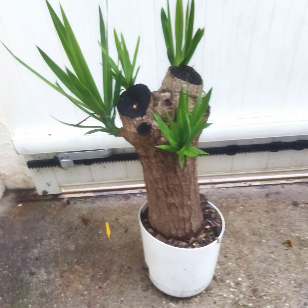 Yucca 4 pouces hauteur 85cm Jardin