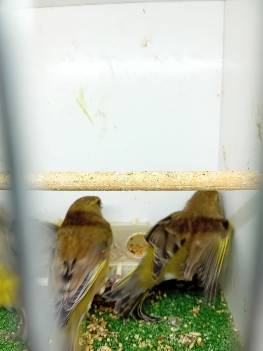   canari mutation  