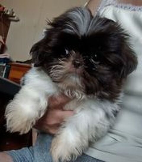   Shih tzu 