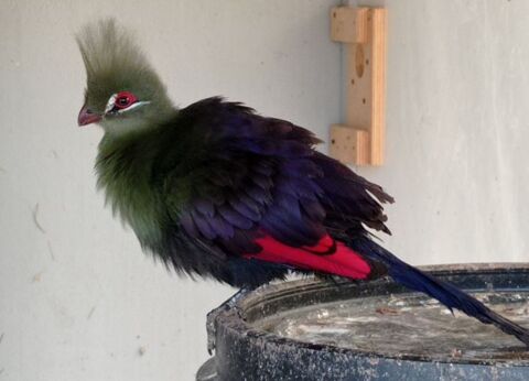 TOURACO PERSA 0 76480 Saint-pa�r