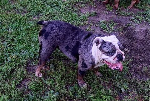 Bouledogue anglais 0 57580 R�milly