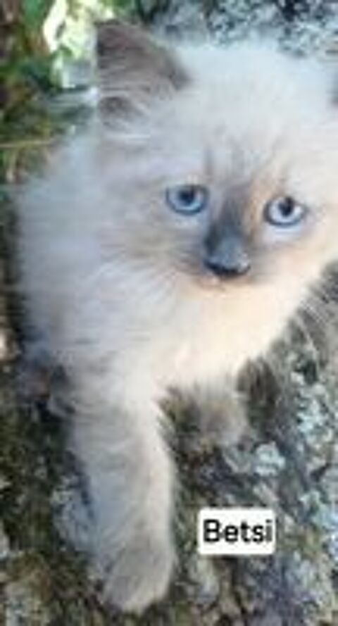   Chaton sibérien LOOF femelle  