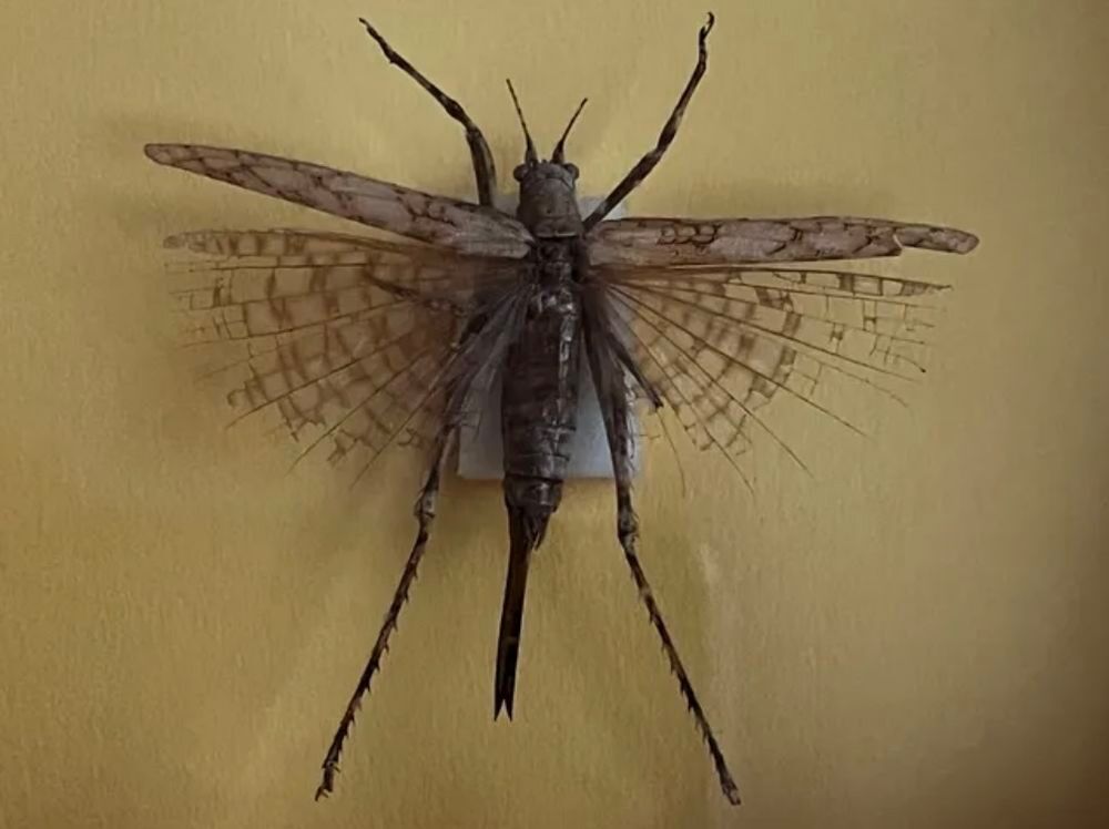 2 insectes dans un encadrement bois Décoration