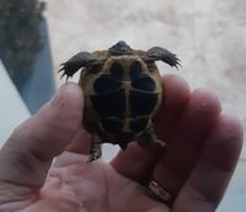   Tortues 