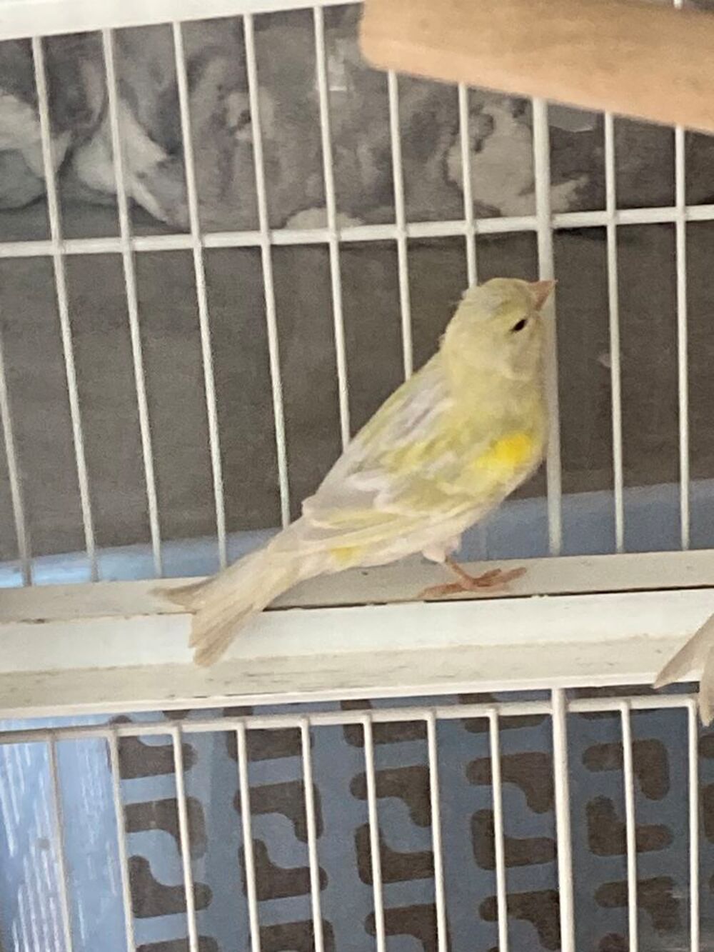   Canari
