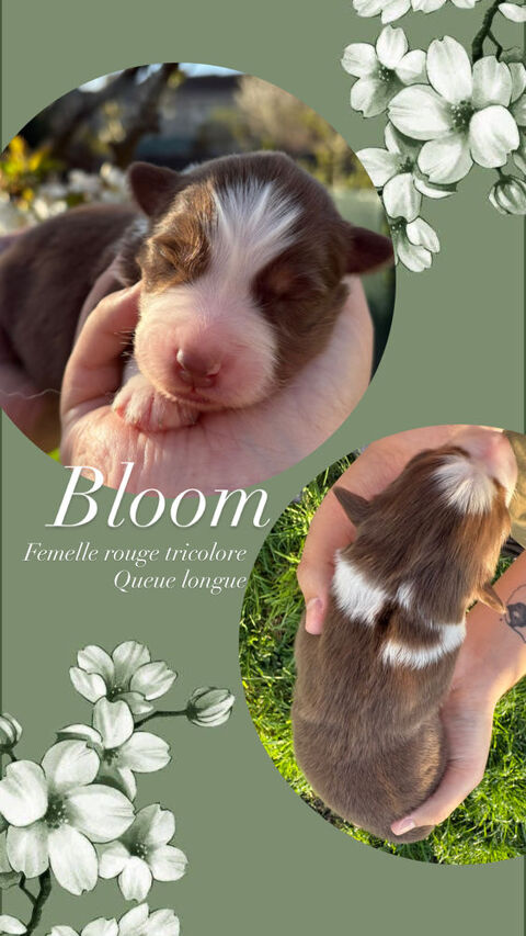 Chiots bergers australiens lof 1200 52300 Curel